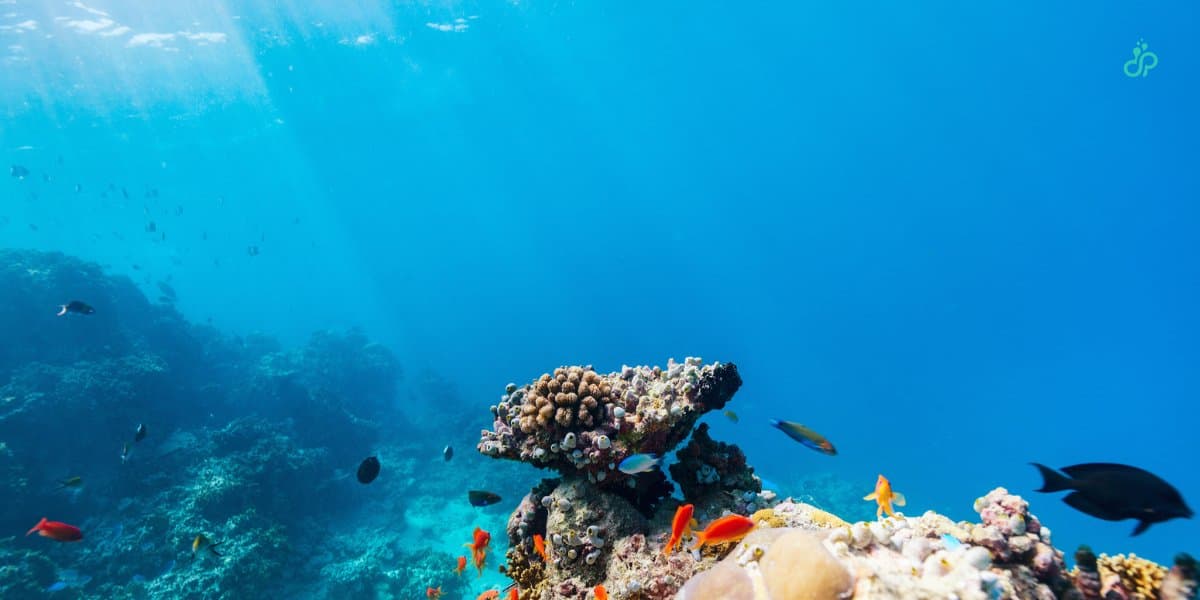 Sualtı Fotoğrafçılığı: O Mükemmel Kareyi Yakalamak