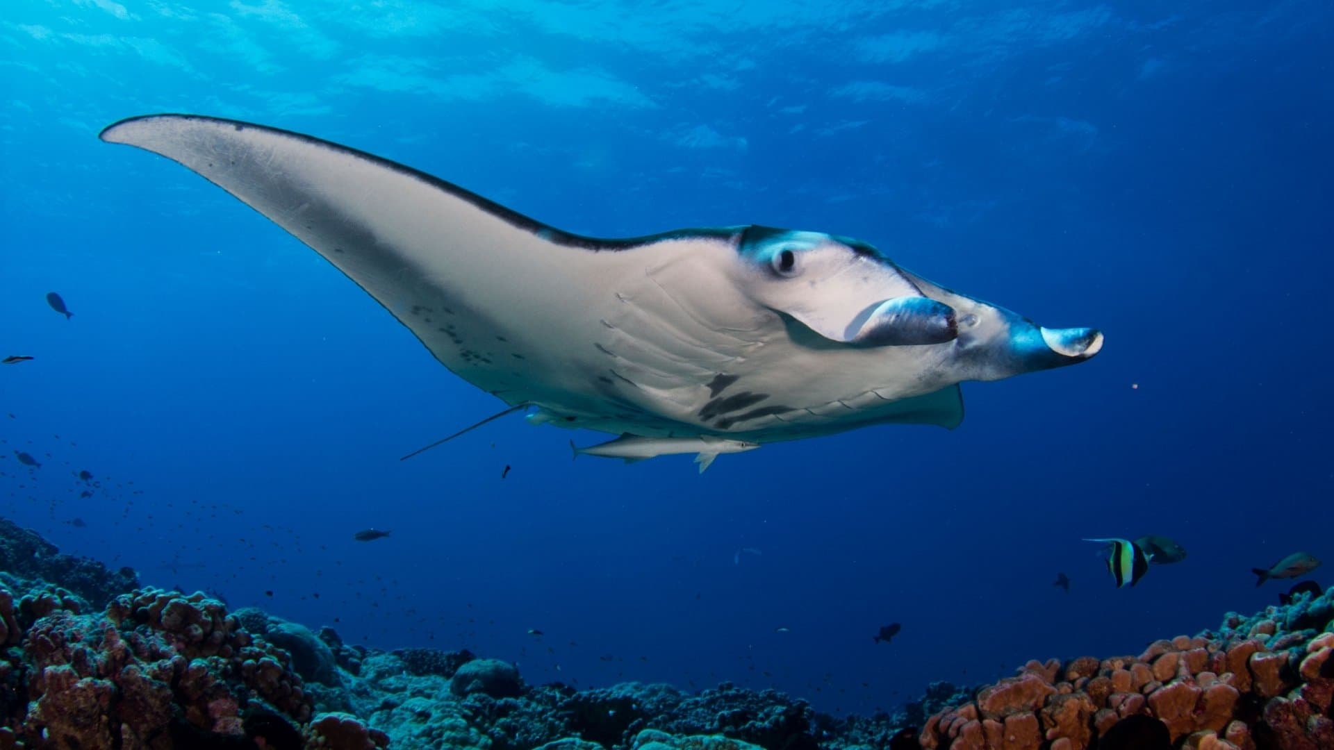 Su Altında Bir Yıl: Aylara Göre En İyi Dalış Destinasyonları