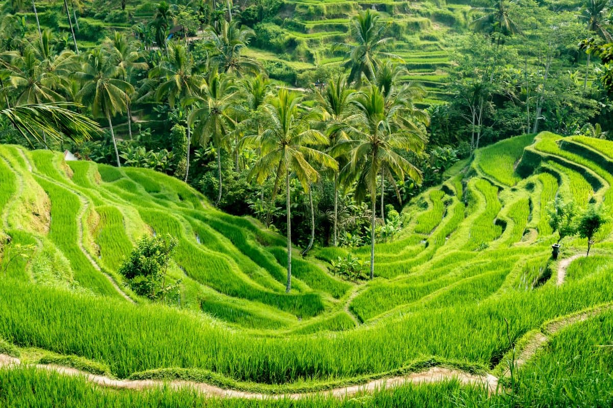Bali & Singapur Dalış ve Kültür Turu - 1