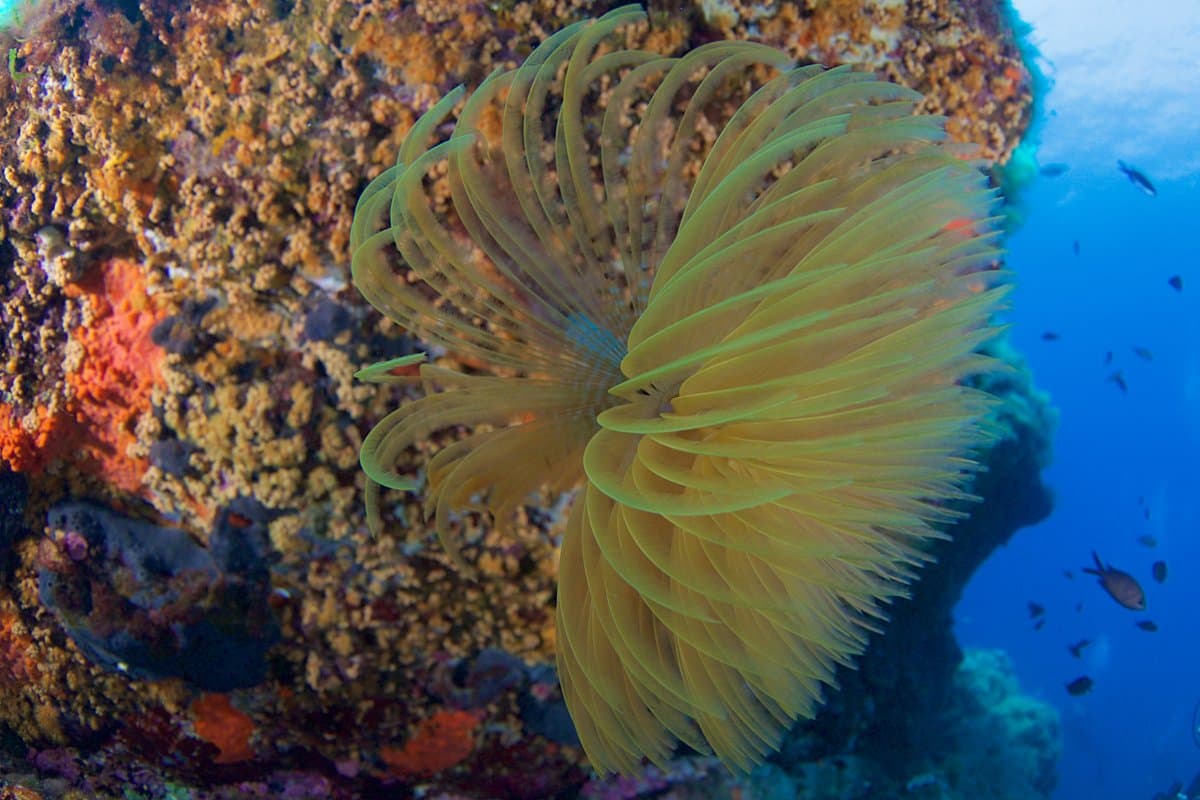 Fethiye Dalış Turu - 4