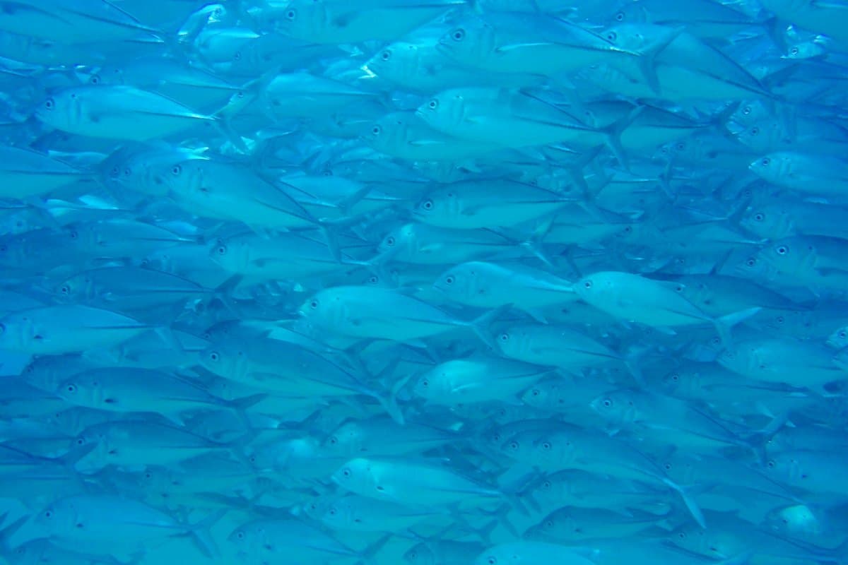 Fethiye Dalış Turu - 1