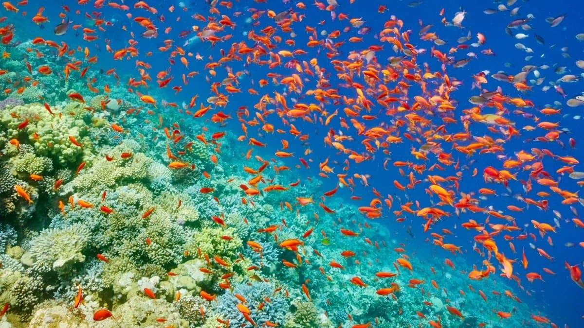 Sharm El Sheikh Dalış Turu